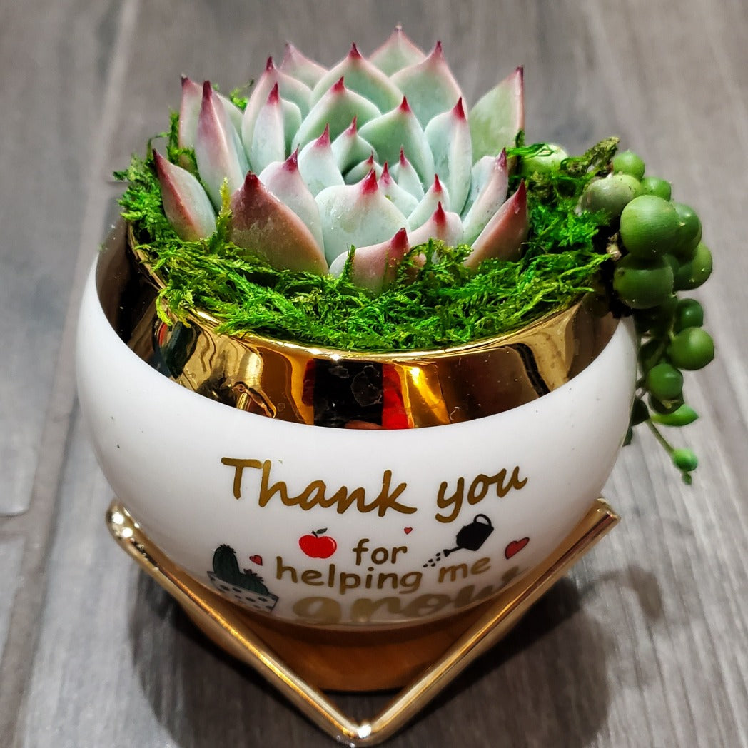"Thank you for helping me grow" Succulent Gift Box